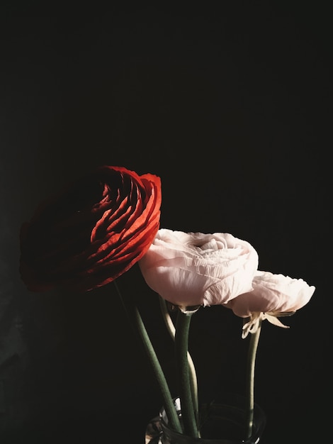 Free photo vertical closeup shot of red and white roses on a black background