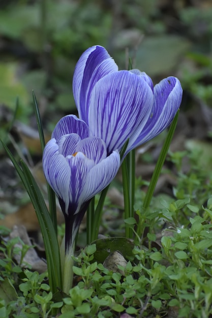 Free photo vertical closeup shot of a snow crocus in the garden