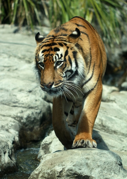 Free photo vertical closeup shot of a tiger on the rocks at the auckland zoo