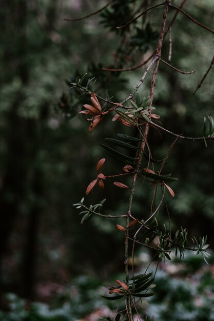 Vertical closeup shot of a tree branch