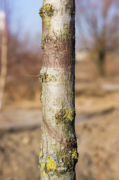 Free Photo vertical closeup shot of a tree stem with fungus