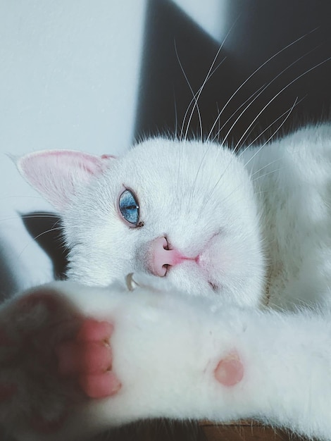 Free photo vertical closeup shot of a turkish van cat looking in a straight direction