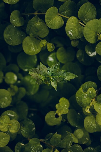 Vertical closeup shot of waterdrops on green leaves