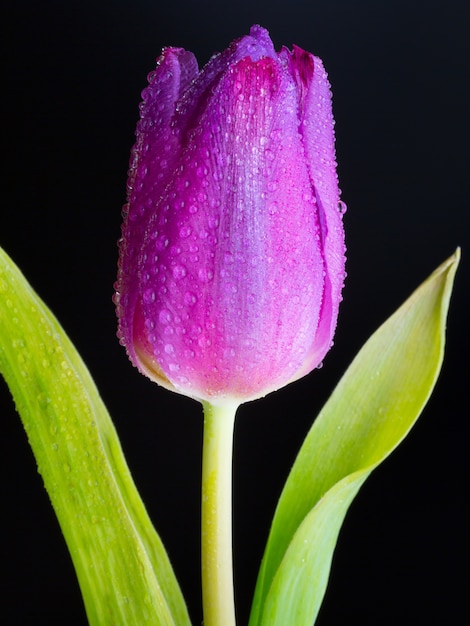 Free Photo vertical closeup shot of a wet bud of a pink tulip on black