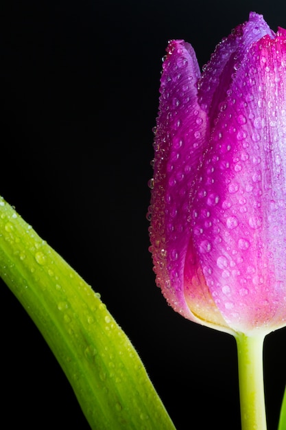 Free Photo vertical closeup shot of a wet bud of a pink tulip