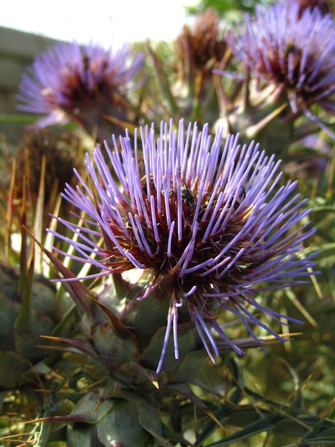 Free Photo vertical closeup shot of wild artichoke flowers captured in malta