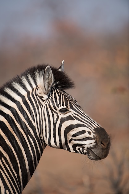 Free Photo vertical closeup shot of a zebra