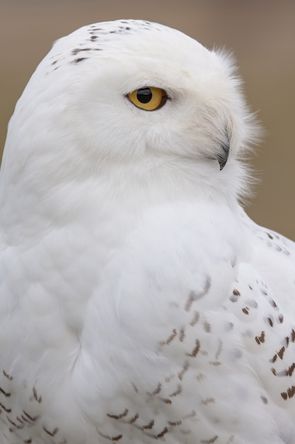 Free photo vertical closeup of a snowy owl under the sunlight