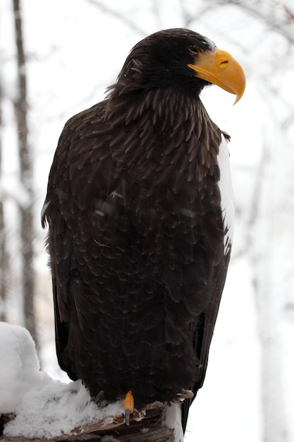 Vertical closeup of a Steller's sea eagle standing on the wood covered in the snow in Hokkaido