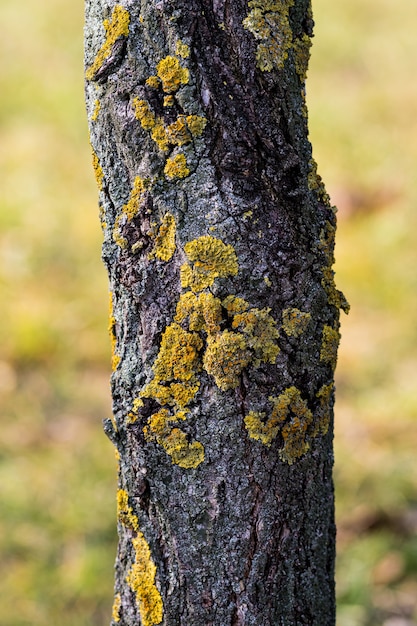 Free photo vertical closeup of a tree bark covered in mosses under the sunlight