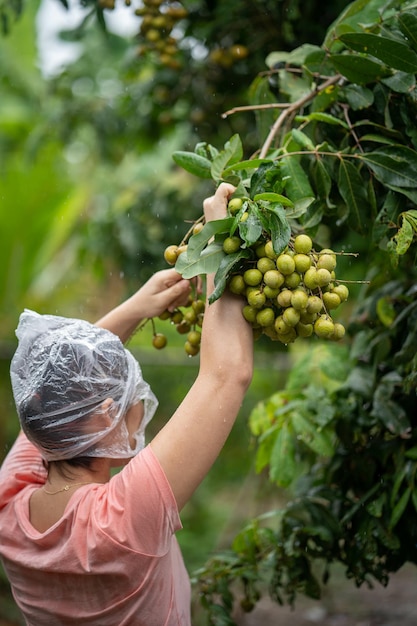 Vertical closeup of a woman picking the longan tree fruits on a rainy day.