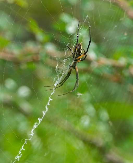 Vertical closeup of the yellow garden spider on the cobweb Argiope aurantia