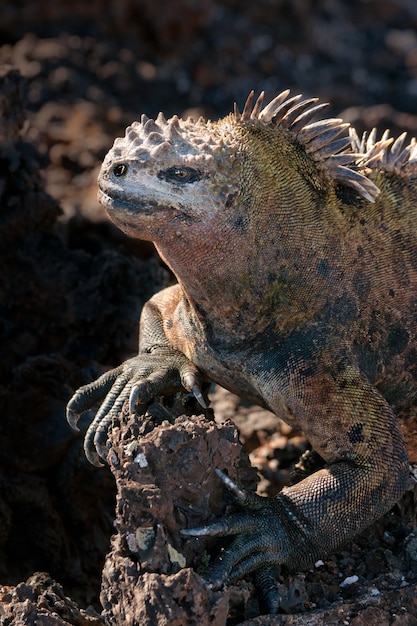 Vertical closuep shot of a Galapagos marine iguana on a rock