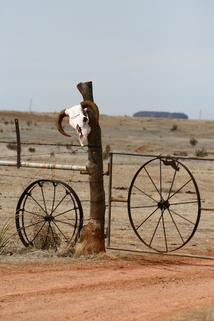 Free photo vertical of a cow skull on a fence in a desert area in new mexico