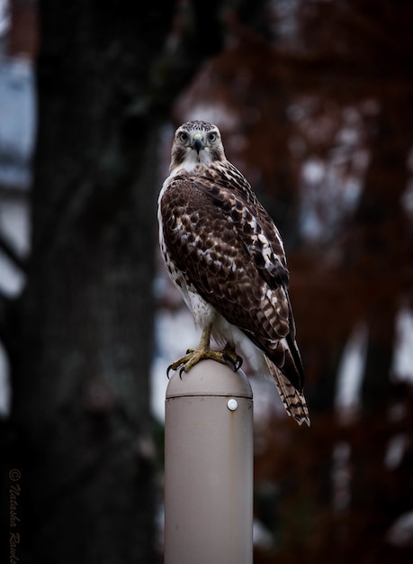 Free photo vertical of a cute red-shouldered hawk standing on a stick