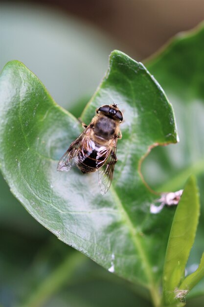 Vertical  of a fly on a plant in a field under the sunlight with a blurry wall