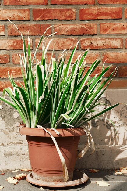 Vertical frame of a flower in a pot on a brick wall background Selective focus on flower leaves decorating a patio in the old quarters of the city