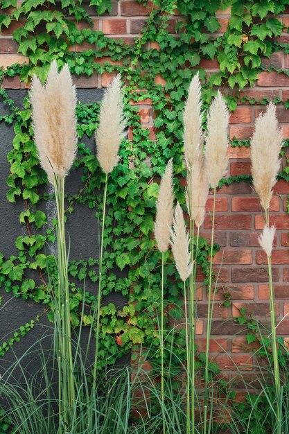 Vertical frame the idea of decorating the space of a house or studio ivy and reeds on the background of a red brick wall decorative plants for design