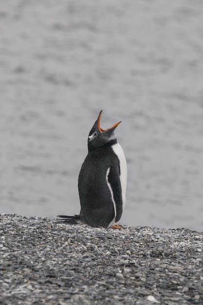 Free photo vertical of a gentoo penguin yawning while standing on the stony shore of the ocean