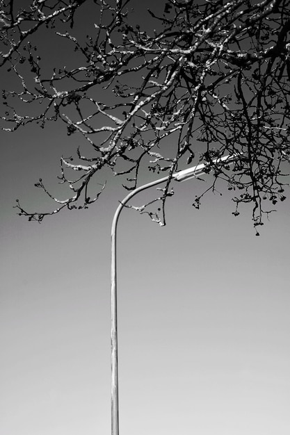 Free Photo vertical grayscale low angle shot of the top of a tree and a streetlight