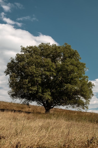 Free photo vertical of a green tree in the middle of a field during fall