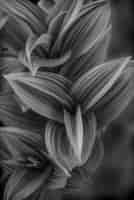 Free photo vertical greyscale closeup shot of beautiful floral smoky