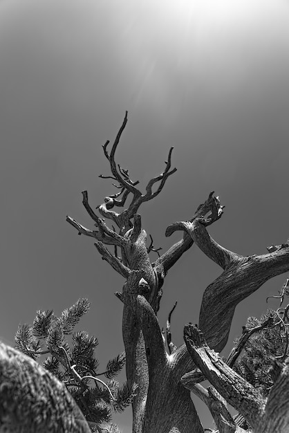 Free Photo vertical greyscale of old trees under the sunlight