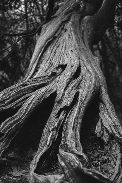 Free photo vertical greyscale shot of the trunk of a big old tree