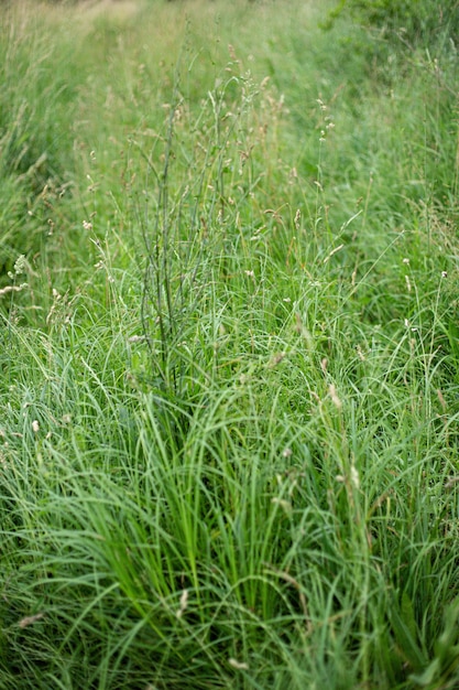 Free Photo vertical high angle shot of the beautiful green grass covering a meadow captured at daylight