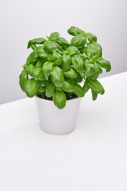 Free photo vertical high angle shot of a beautiful plant in a white vase on a white surface