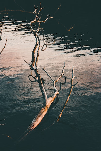 Free photo vertical high angle shot of a broken tree trunk on the surface of a calm lake