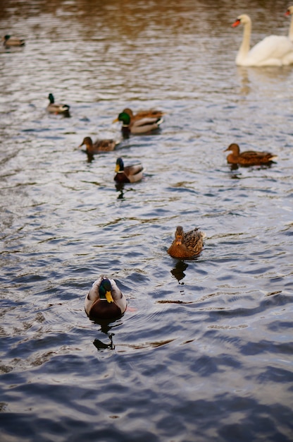 Free Photo vertical high angle shot of the cute ducks swimming in the lake