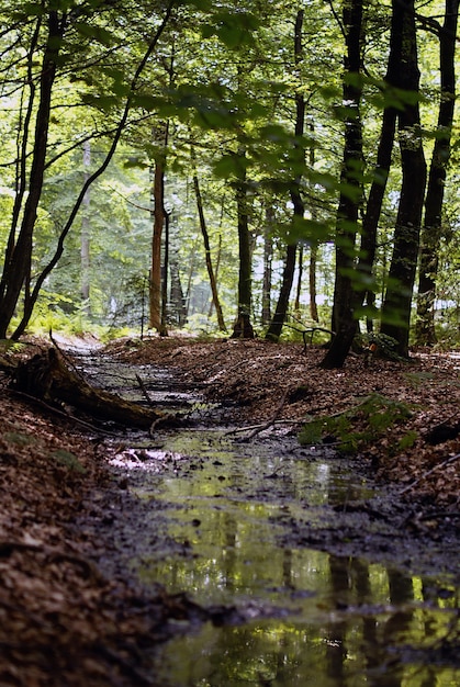 Free Photo vertical high angle shot of a small river in the forest during the daytime