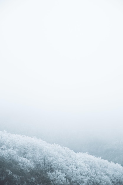 Free photo vertical high angle shot of trees covered by snow in the mountains on a foggy day