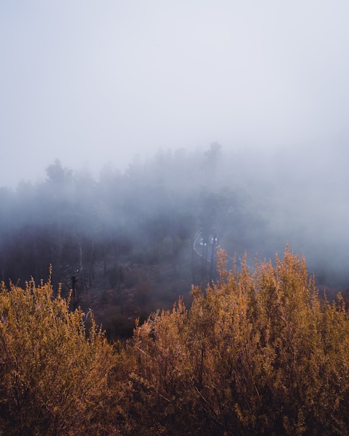 Free photo vertical high angle shot of yellow trees covered by the fog