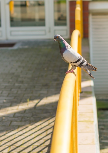 Free Photo vertical hot of a gray pigeon perched on a metal yellow handrail in front of a building