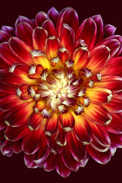 Free Photo vertical illustration of a magnificent red and yellow flower