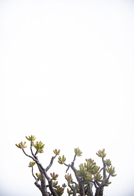 Free photo vertical isolated tree branches on white