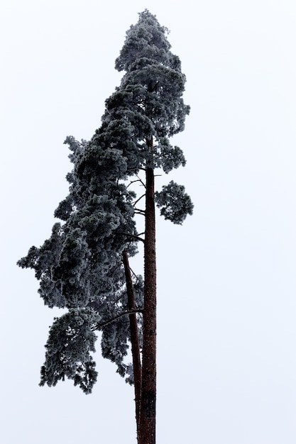 Vertical low angle shot of a beautiful tall tree with the bright sky in the background