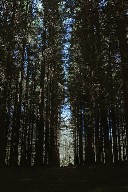 Free photo vertical low angle shot of the breathtaking tall trees in a forest under the blue sky