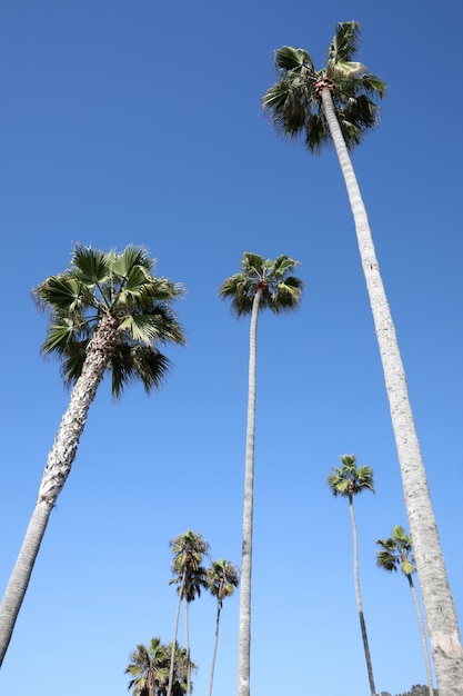 Free Photo vertical low angle shot of many tall palms under the sky