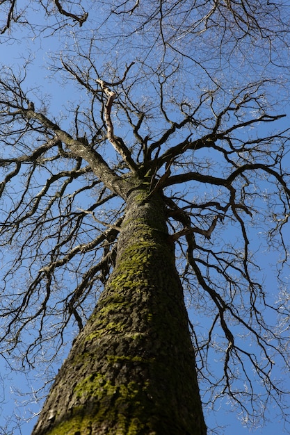 Free photo vertical low angle shot of a moss-covered tree trunk under the clear blue sky