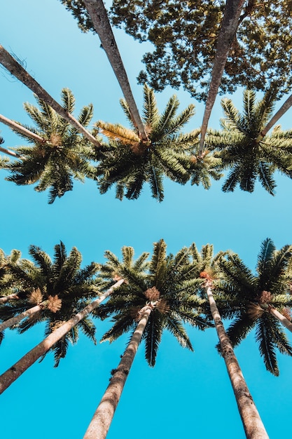 Free photo vertical low angle shot of the palm trees in rio botanical garden