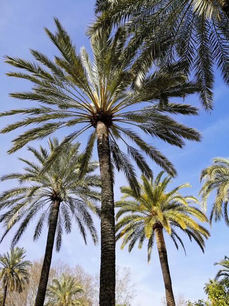 Vertical low angle shot of palms with the blue sky