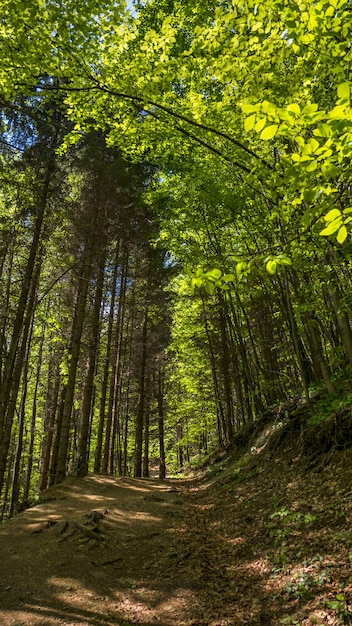 Vertical low angle shot of a trail in the forest