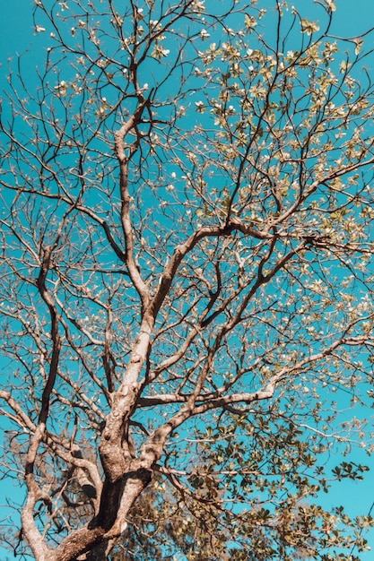 Free photo vertical low angle view of a tree covered in leaves under the sunlight and a blue sky