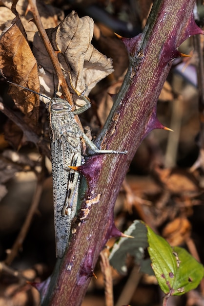 Free Photo vertical macro shot of a grasshopper on a branch