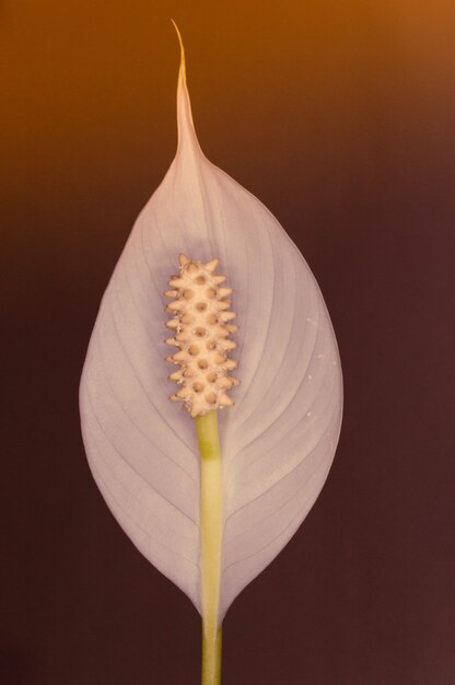 Vertical  of peace lily flower illuminated by light