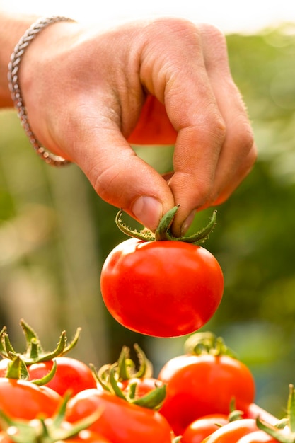 Free photo vertical photo of male hand holding ripe tomato