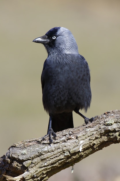 Free Photo vertical picture of a black raven on a branch